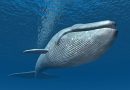 Una ballena se traga a un buzo en Sudáfrica, pero enseguida lo devolvió al mar